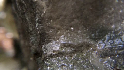 Macro Extreme CloseUp Black Ant in Creek Stock Footage 73156306