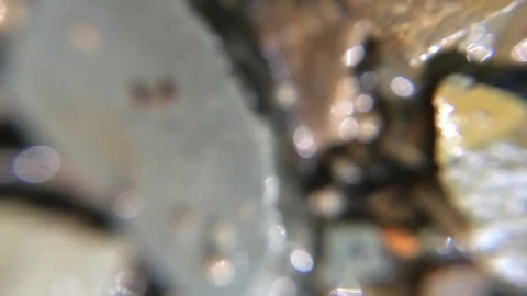 Macro Extreme CloseUp Black Ant in Creek Stock Footage 73156321