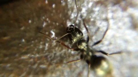 Macro Extreme CloseUp Black Ant in Creek Video stock 73156375
