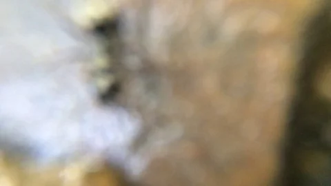 Macro Extreme CloseUp Black Ant in Creek Stock Footage 73156402
