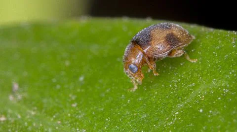 Macro of extremely small insect Stock Photos