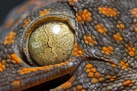 Macro eye gecko Stock Photos