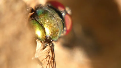 Macro eyes of green bottle fly (Lucilia sericata) in sunlight Stock Footage 335959271