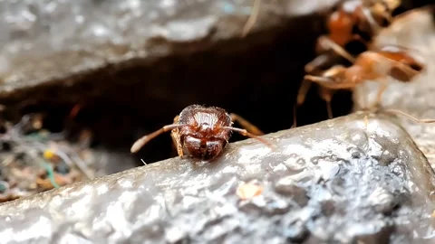 Macro Face of Major Worker Soldier Ant Moving Antennae Stock Footage 345573613