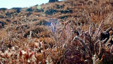 Macro fall flora 2 Summit Steens Mountain Near Malhuer Wildlife Refuge 12 Stock Footage 81768160