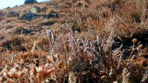 Macro fall flora 2 Summit Steens Mountain Near Malhuer Wildlife Refuge 12 Stock Photos