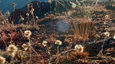 Macro fall flora 3 Summit Steens Mountain Near Malhuer Wildlife Refuge 13 Stock Footage 81768181