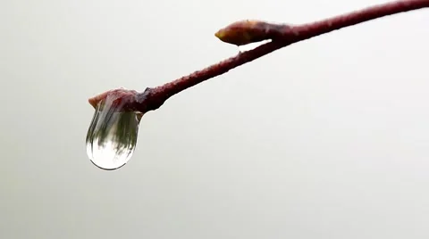 Macro Falling drops from branch Stock Footage 62536379