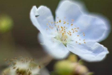 Macro Fallugia paradoxa  or Apache Plume flower in bloom found in Arizona Stock Photos