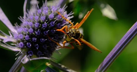 Macro of  false cuckoo wasp on the small mans litter (thistle) feels observed Stock Footage 246221600