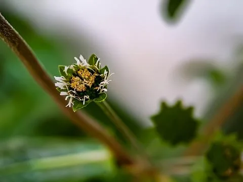 Macro false daisy, yerba de tago, Karisalankanni, and bhringraj, is a species Stock Photos