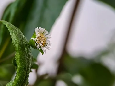 Macro false daisy, yerba de tago, Karisalankanni, and bhringraj, is a species Stock Photos