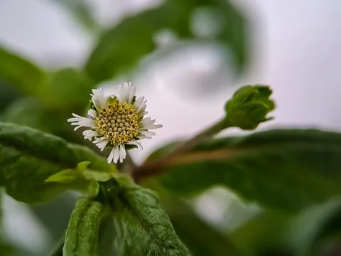 Macro false daisy, yerba de tago, Karisalankanni, and bhringraj, is a species Stock Photos