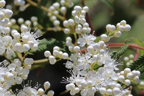Macro of false spirea blossoms in various stages of opening Stock Photos