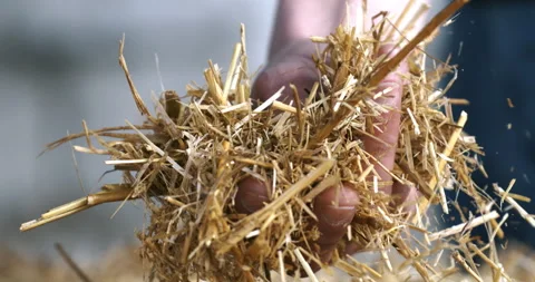 Macro of farmer controls with hands quality of organic bio hay at farmland Stock Footage 268230477