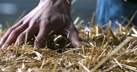 Macro of farmer controls with hands quality of organic bio hay at farmland Stock Footage 268234757