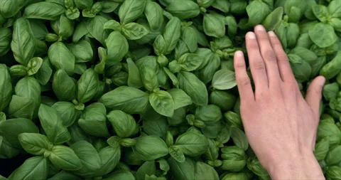 Macro of farmer's hand gently caresses fresh green fresh organic basil plants Stock Footage 268211971