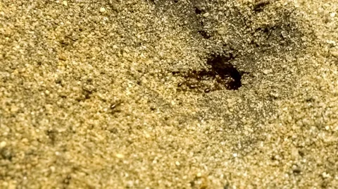 Macro of fast moving ants clearing granules of sand and soil for ant hole, sl Stock Footage 62761868