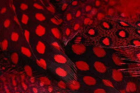 Macro feather background. Stock Photos