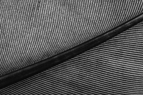 Macro of a feather, lines on the feather Stock Photos
