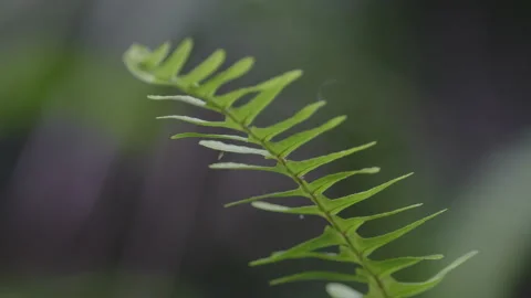 Macro of a fern Stock Footage 172258618