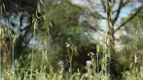 Macro field Video stock 152914907