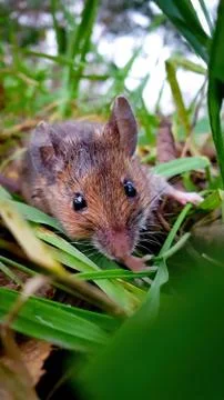 Macro field mouse in grass Stock Photos