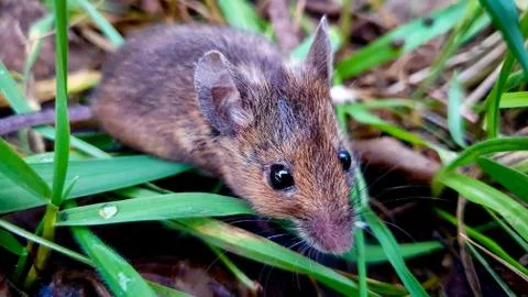 Macro field mouse in grass Stock Photos