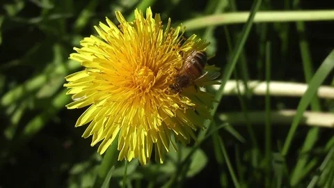 Macro filming of a bee on a dandelion Video stock 82267173