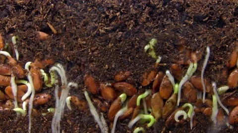 Macro filming of flax seed germination cycle from roots to stems underground in Stock-Footage 230746216