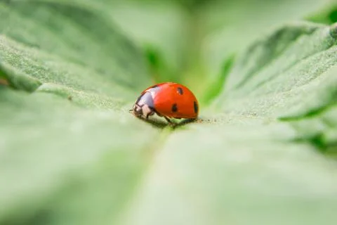 Macro filming of a red bug on a leaf of a plant. Stock Photos