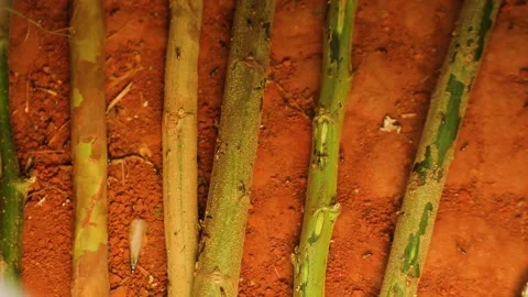 Macro filming of termites and insects crawl on the green sticks. Stock Footage 201371603