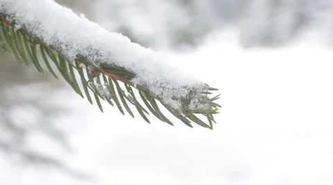 Macro of fir tree branch covered with fresh snow Stock Footage 60354983