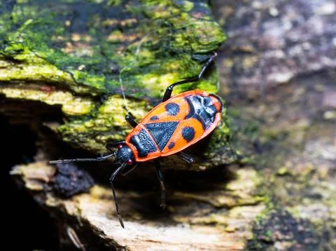 Macro of a firebug (Pyrrhocoris apterus) on a mossy tree bark Stock Photos