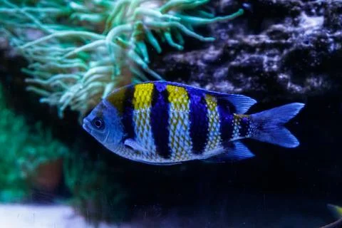 Macro fish sergeant major abudefduf saxatilis Stock Photos