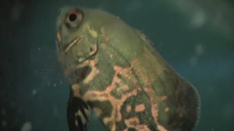MACRO Fish Various Shots Stock Footage 12315817