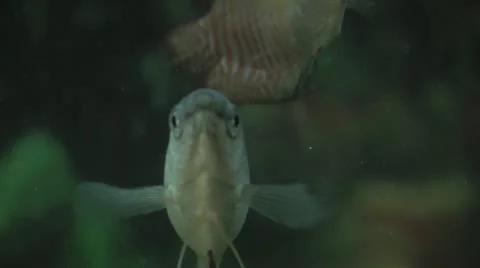 Macro Fish Various Shots Stock Footage 12315831