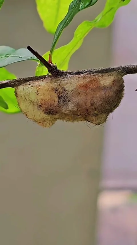 Macro Fixed Shot of Lappet Moth Caterpillar Cocoon Hanging on Tree Branch. Stock Footage 341079703