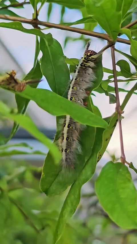 Macro Fixed Shot of Large Lappet Moth Caterpillar Resting on Green Leaf. Stock Footage 341079656