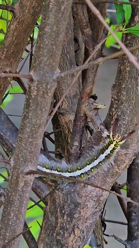 Macro Fixed Shot of Large Lappet Moth Caterpillar Resting on Tree Trunk. Stock Footage 341079673