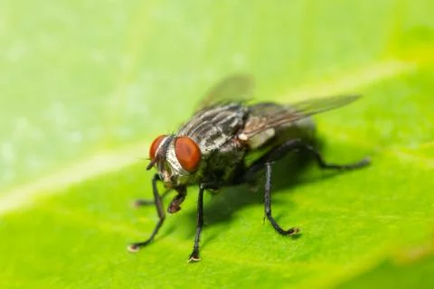 Macro flies on the leaf Stock Photos