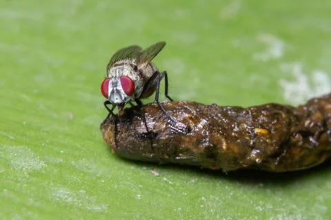 Macro flies on the leaves Stock Photos