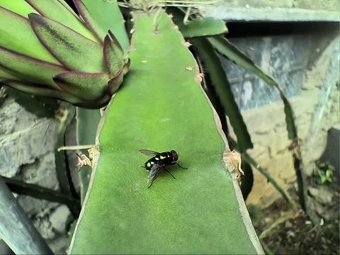 Macro on flies Foto stock