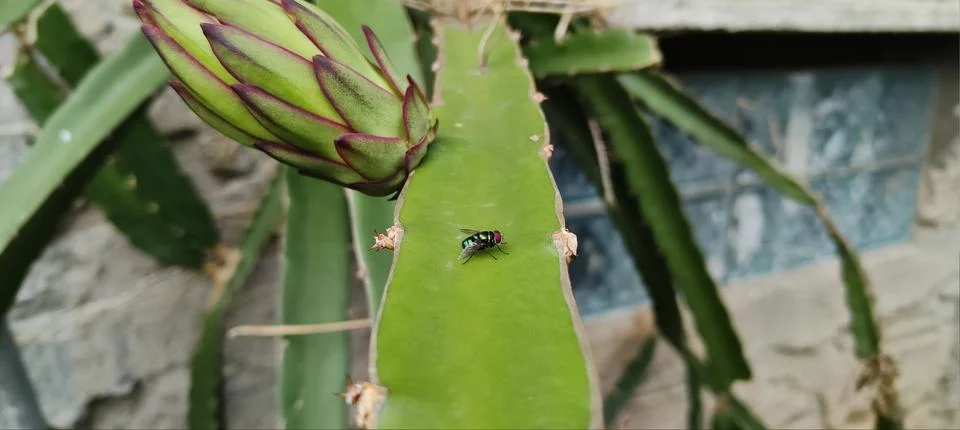 Macro on flies Stock Photos
