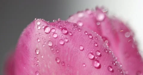 Macro floral background. Close up of bouquet fresh pink tulips with water dro Stock Footage 153762097