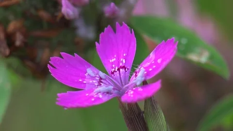 Macro flower 4k: Pink flower Dianthus armeria in meadow Stock Footage
