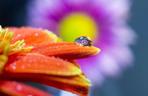 Macro flower and reflections in drop of water Stock Photos
