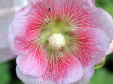 Macro Flower background Stock Photos