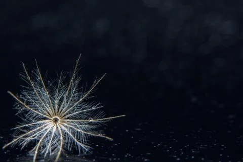 Macro flower background Stock Photos