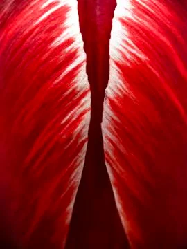 Macro flower background 库存照片